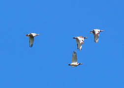 Little Bustard