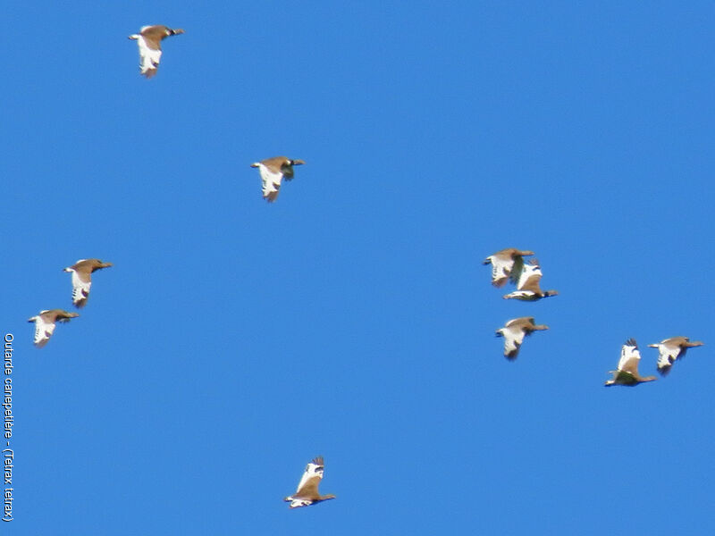 Outarde canepetière