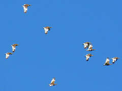 Little Bustard