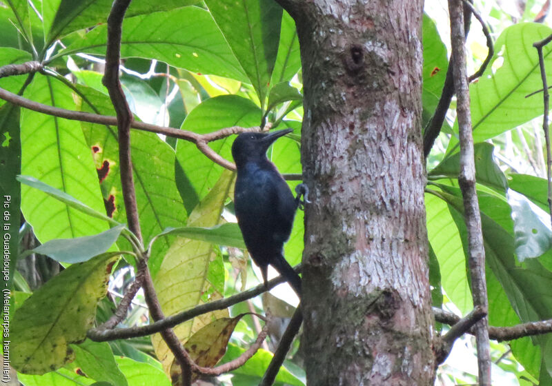 Guadeloupe Woodpecker