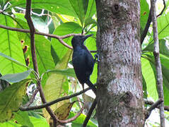 Guadeloupe Woodpecker