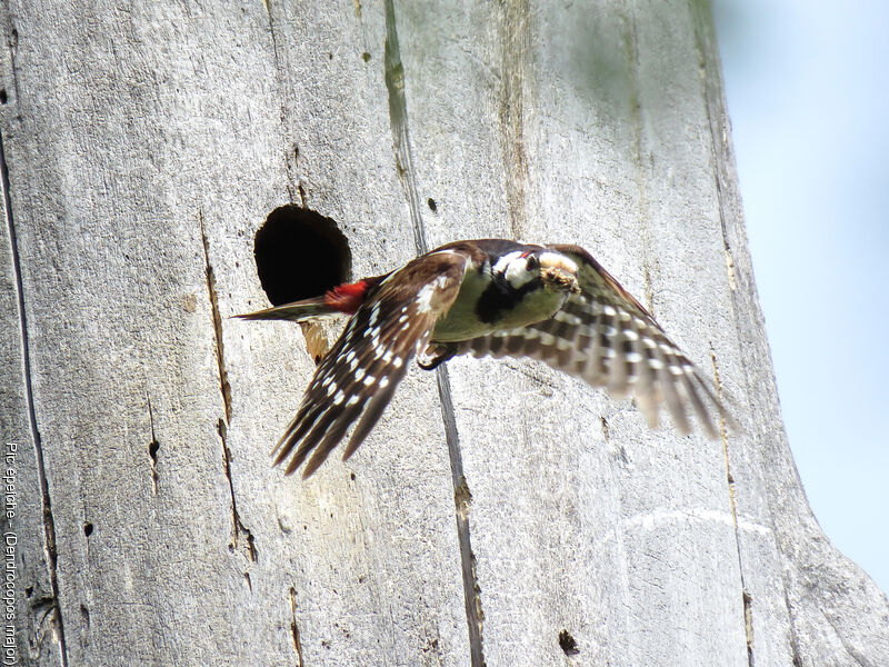 Great Spotted Woodpecker