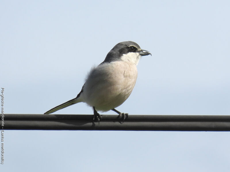 Iberian Grey Shrike