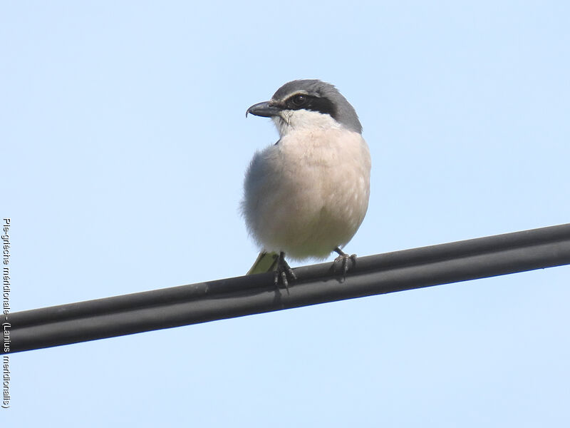 Iberian Grey Shrike