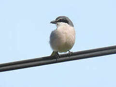 Iberian Grey Shrike