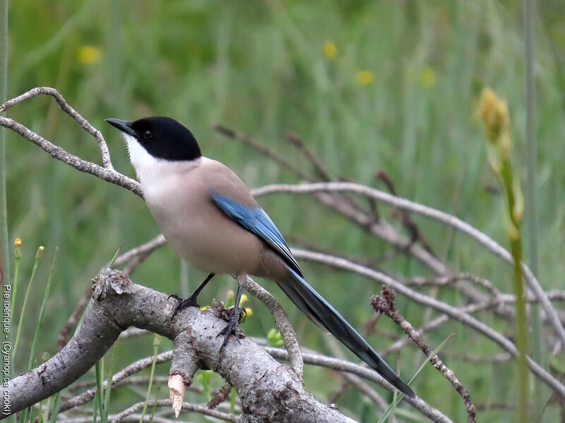 Iberian Magpie