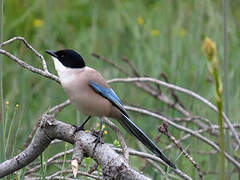 Iberian Magpie