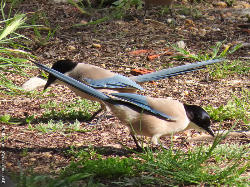 Iberian Magpie