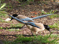 Iberian Magpie