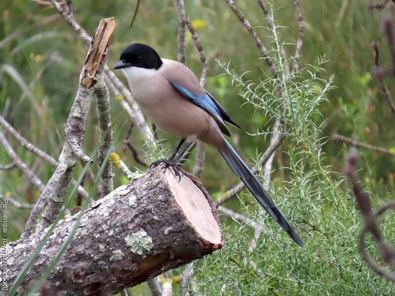 Iberian Magpie