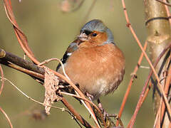 Eurasian Chaffinch