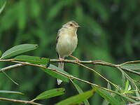 Prinia simple