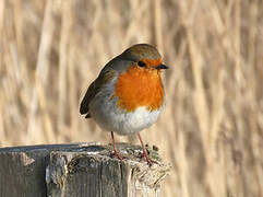 European Robin