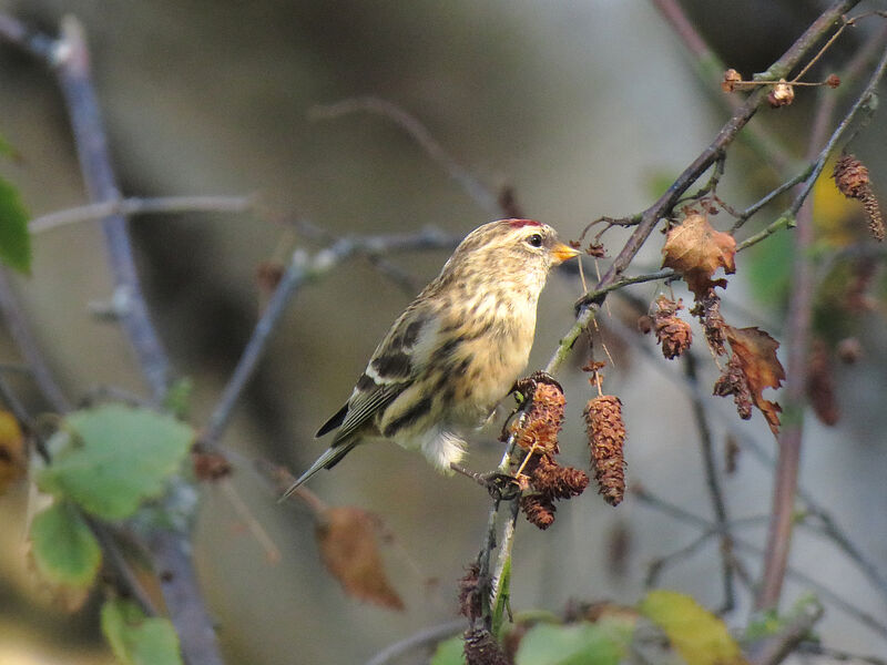 Redpoll