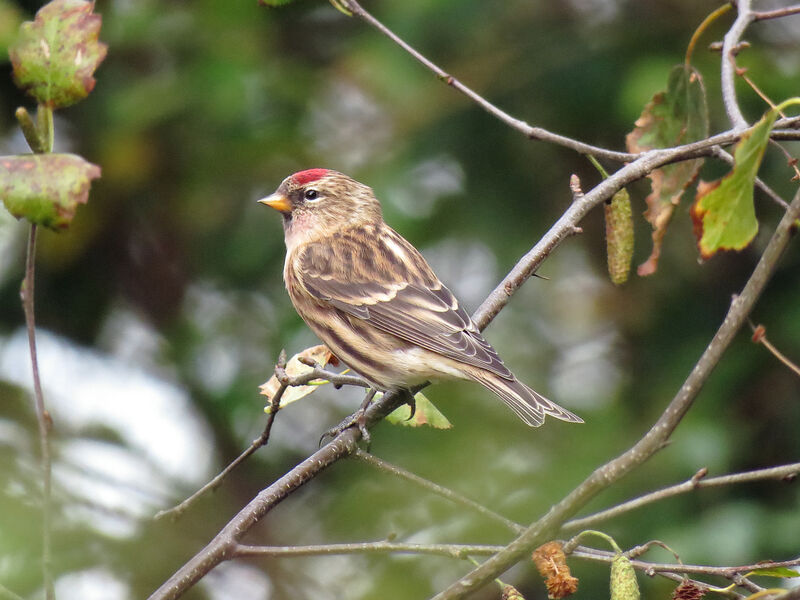 Redpoll male First year, identification