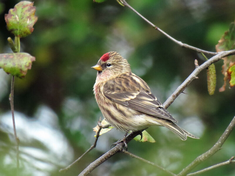 Redpoll male adult transition, identification, pigmentation