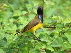 Ornate Sunbird