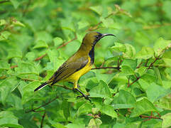 Ornate Sunbird