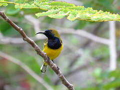 Ornate Sunbird