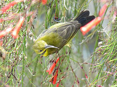 Ornate Sunbird