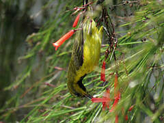 Ornate Sunbird