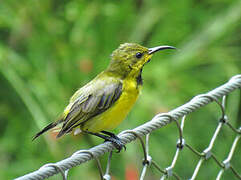 Ornate Sunbird