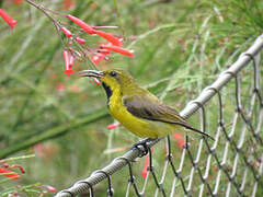 Ornate Sunbird