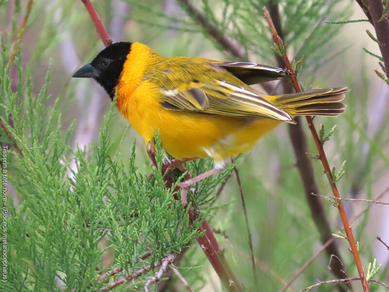 Black-headed Weaver