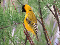 Black-headed Weaver