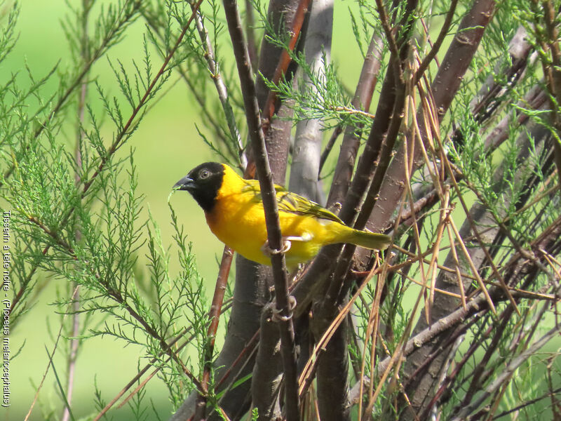 Black-headed Weaver