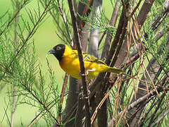 Black-headed Weaver