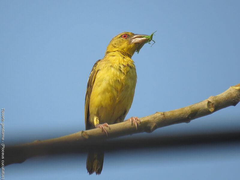 Village Weaver male