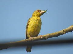 Village Weaver