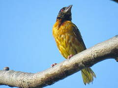 Village Weaver