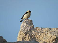 Western Black-eared Wheatear