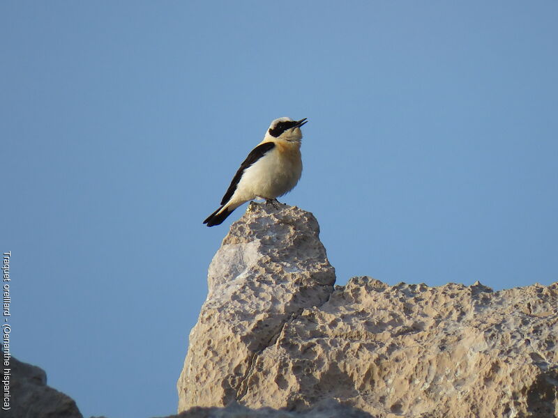 Western Black-eared Wheatear