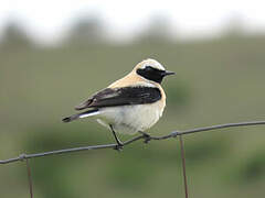 Western Black-eared Wheatear