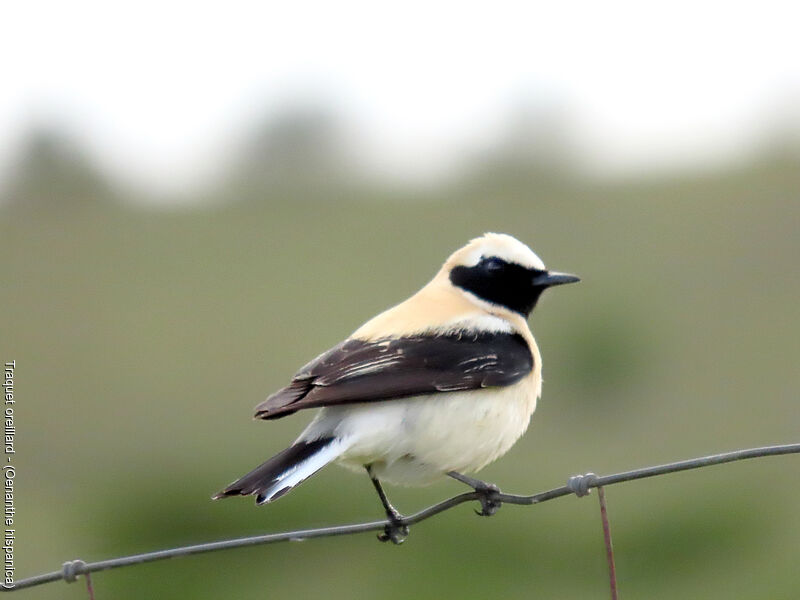 Western Black-eared Wheatear