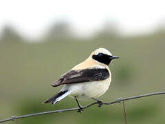 Western Black-eared Wheatear