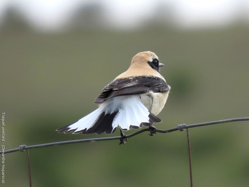 Western Black-eared Wheatear