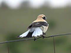 Western Black-eared Wheatear