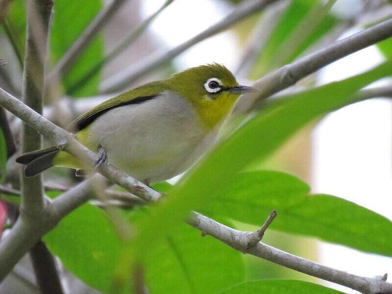 Swinhoe's White-eye - Zosterops simplex - nism304784