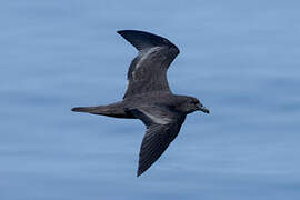 Jouanin's Petrel