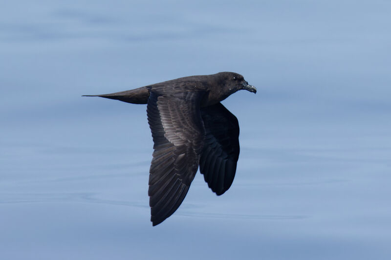 Jouanin's Petreladult transition, aspect, Flight