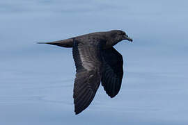 Jouanin's Petrel