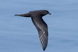 Jouanin's Petrel