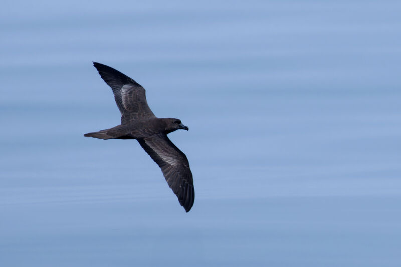 Jouanin's Petreladult transition, aspect, Flight