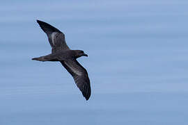 Jouanin's Petrel