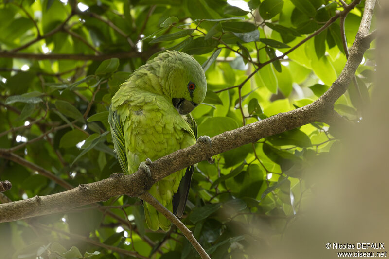 Short-tailed Parrotadult, close-up portrait, eats