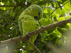 Short-tailed Parrot